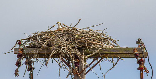 Nesting Osprey | by John Kocijanski