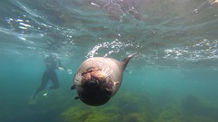 Seal at Montague Island