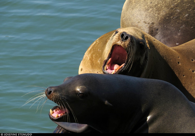 20180608_19 California sea lions (Zalophus californianus) fighting at Pier 39, San Francisco, California