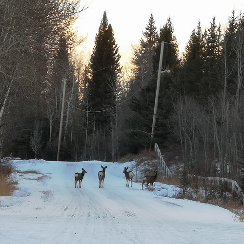 deer wildlife alberta priddis winter countryroad canada