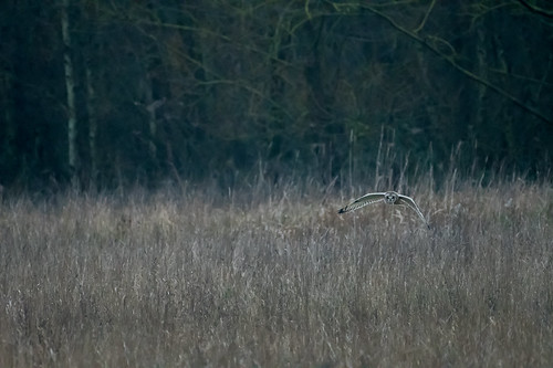 DSC_4049 Short-eared Owl (Asio flammeus) | by dave-rob