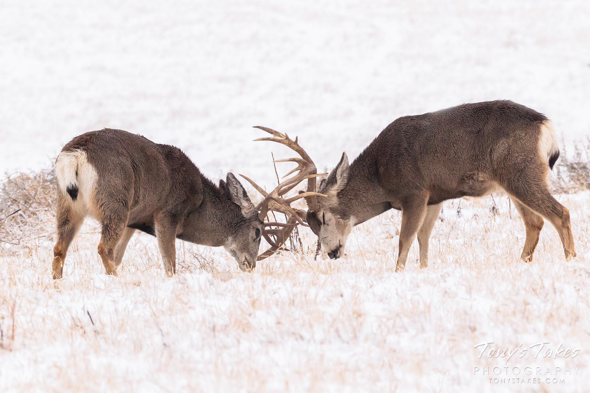 Mule deer bucks spar in the snow at the Rocky Mountain Arsenal National Wildlife Refuge. (© Tony’s Takes)