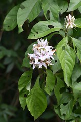 Ruttya ovata (Acanthaceae)