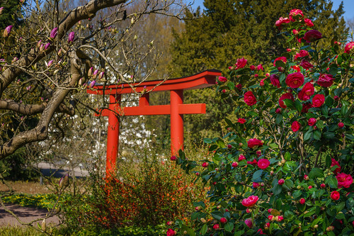 japangarten stadtgarten karlsruhe garten anlage park pflanzen baum bäume gehölz kamelien magnolie blüten blüte tor rot frühling märz 2019