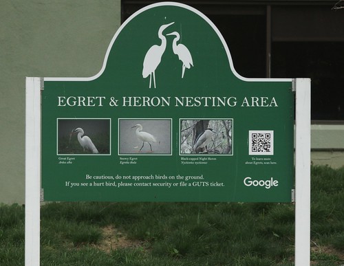 01_Google Egrets