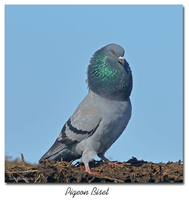 Pigeon Biset / Rock Pigeon  153A6430
