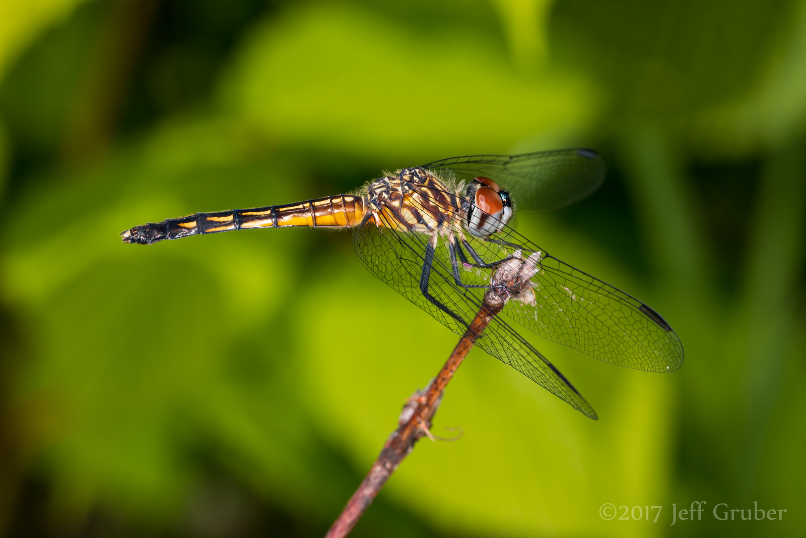 Dragonfly (Pachydiplax longipennis)