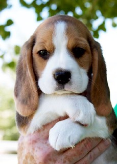 Beagle-Dog-Puppy | by ricardodavid31