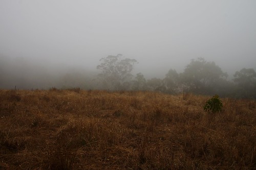 Misty Bushland