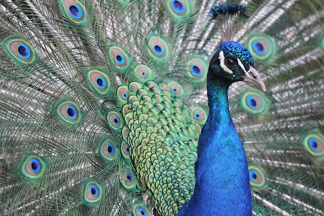 Peacock coloration
