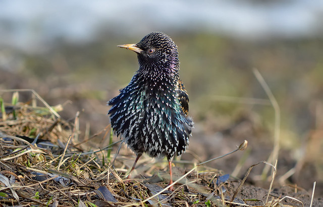 Windy day. Common starling #2 (not the same bird). 7.04.2018. #Finland #Spring