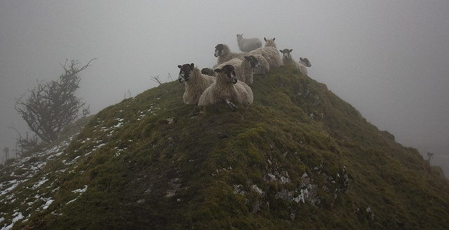 Sheep That Have Obviously Seen It All Before!