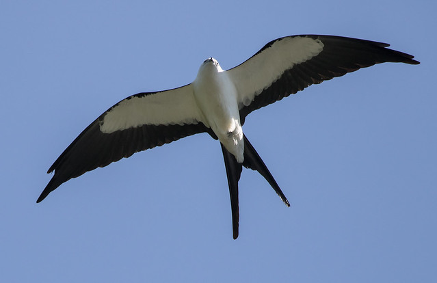 Swallow Tail Kite