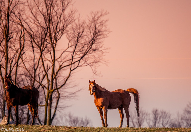 Horses of Kentucky
