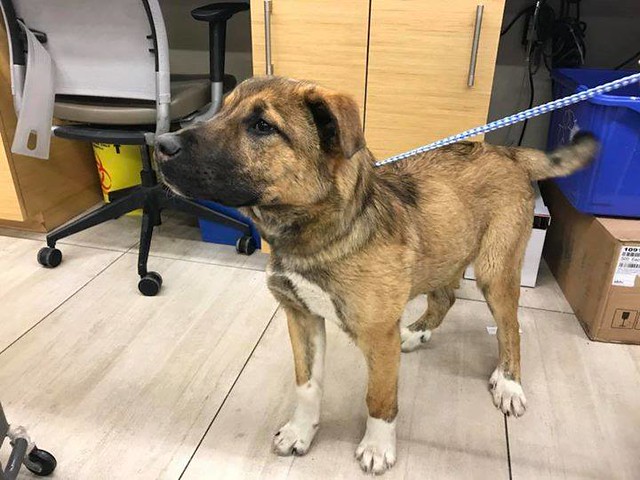 FOUND dog shepherd/x off the highway between Calgary and Canmore. is at Fish Creek 24 Hr Pet Hospital pls rt watch share to help reunite! YYC Pet Recovery shared Katie Grant's post. This intact shepherd mix was found off the highway between Calgary and Ca
