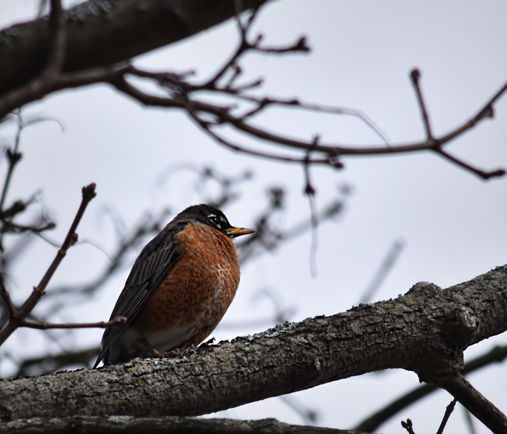Robin's Return | TMI-Springing Into April Noticed the Robins… | Flickr