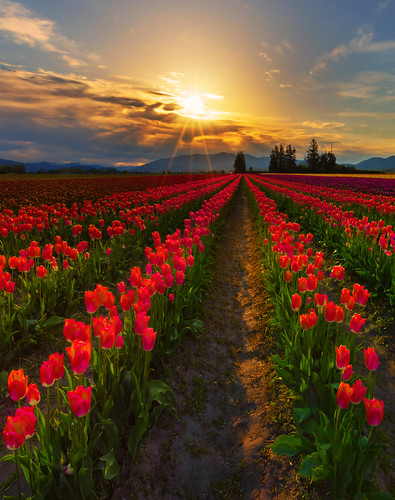 nature landscape tulipfarm skagitvalley mtvernon wa tulips sunrise