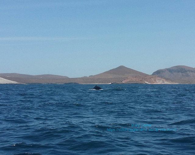 La Paz Mexico Humpback whale