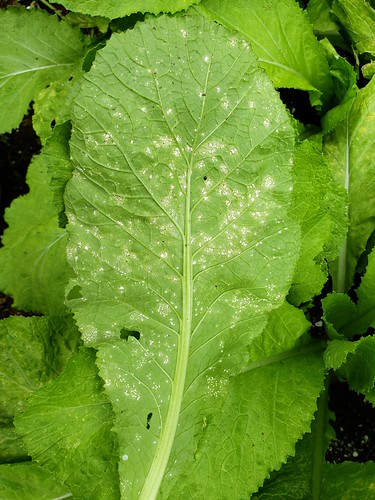 White rust of crucifers | Pathogen: Albugo candida Read: www… | Flickr