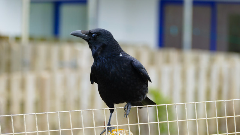 Carrion crow on fence and fence post