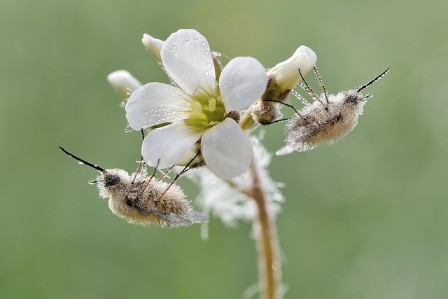 *Bee Flies wrapped in morning dew*