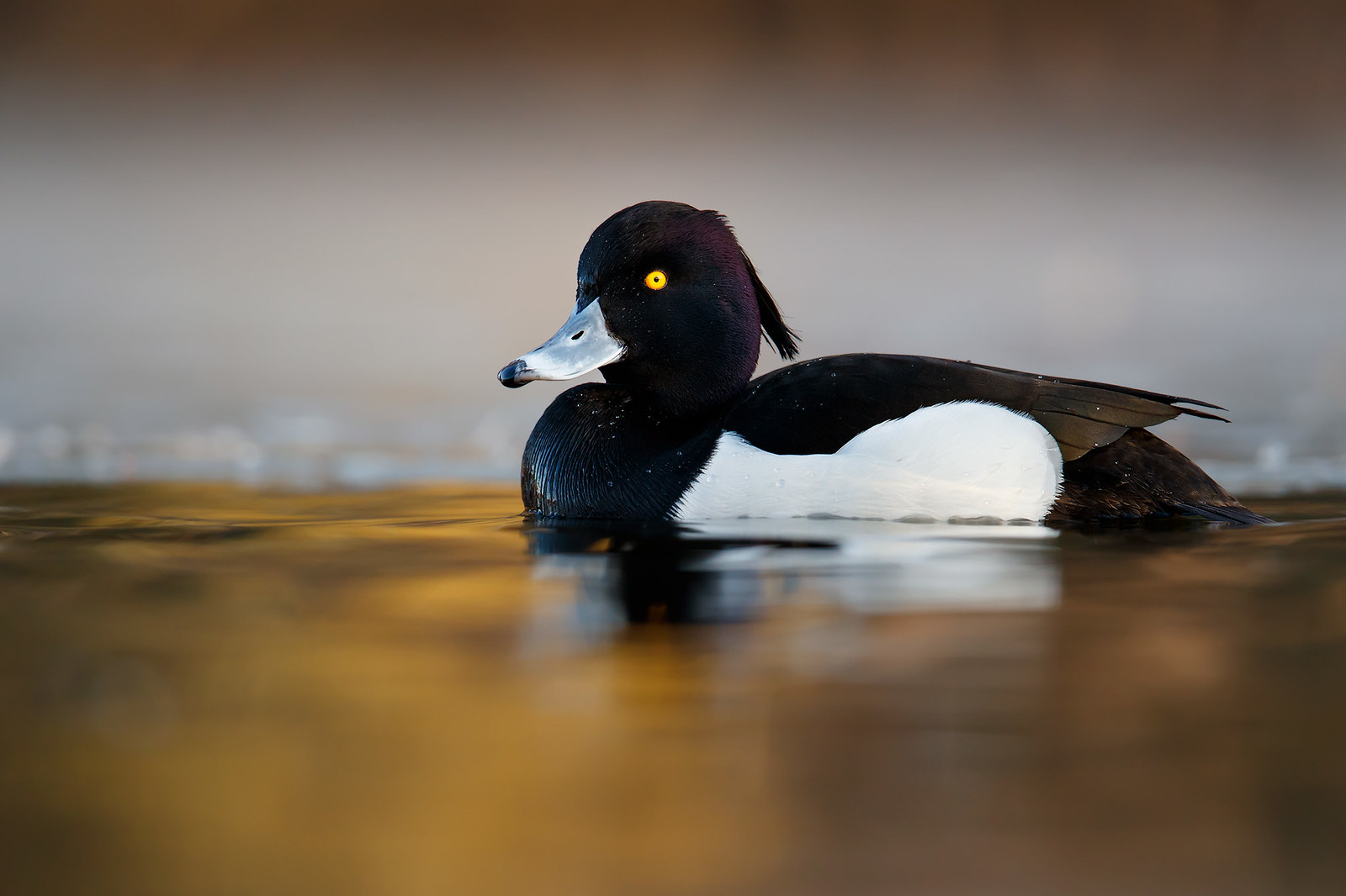 Aythya fuligula | Tufted Duck | vigg