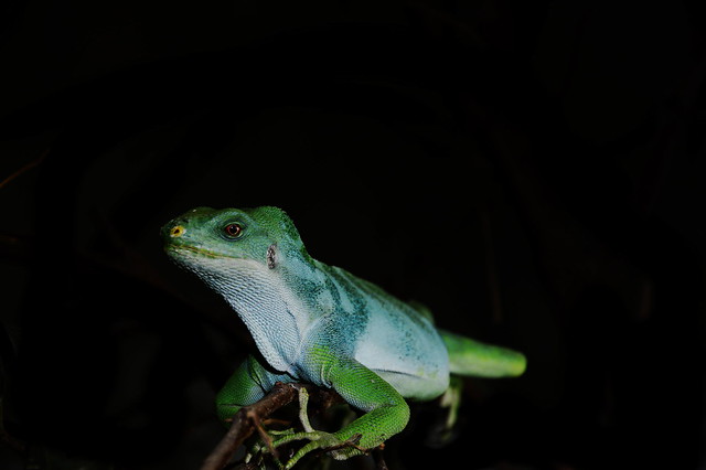 Fiji Island Iguana (Brachylophus bulabula) _DSC0023