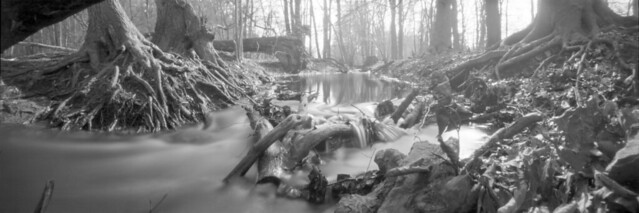 Deep in the woods I (Pinhole)