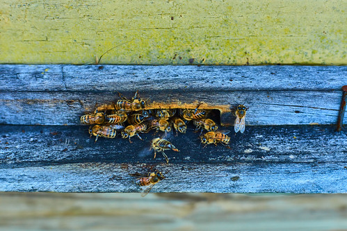 abejas miel san javier region maule