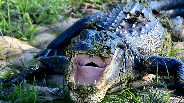 Bobby Boucher voice. Mama says that alligators are ornery... 'cause they got all them teeth but no toothbrush. 😂 Follow @jet7black and @jet7black_wildlife On IG Follow Me On Snapchat:jet7black Facebook:Jet7Black Twitter:Jet7Black