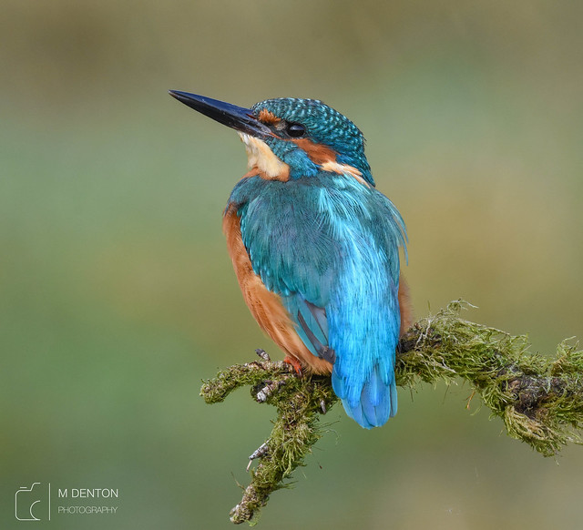 Kingfisher - Male