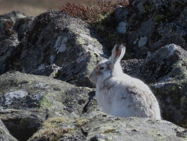 mountain hare......Lepus timidus