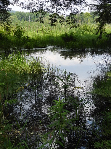 f17woo47 erienationalwildliferefuge crawfordcounty marsh hemlockforest