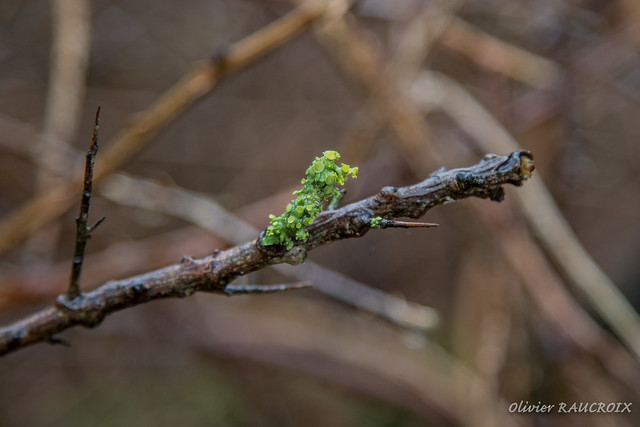 Joli lichen sur les branches des buissons