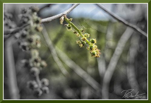 Spring_8293d by bjarne.winkler
