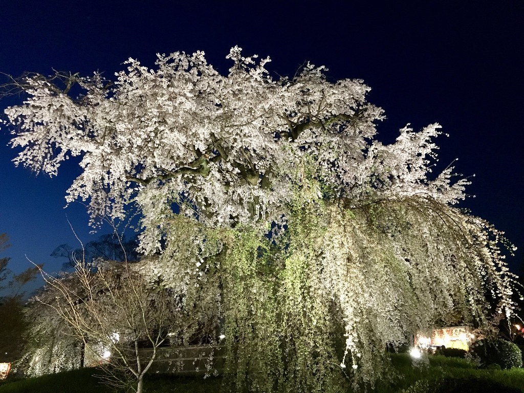 Kyoto bei Nacht | Kirschblüte bei Nacht . 30.03.2018 | Thomas Deinzer ...