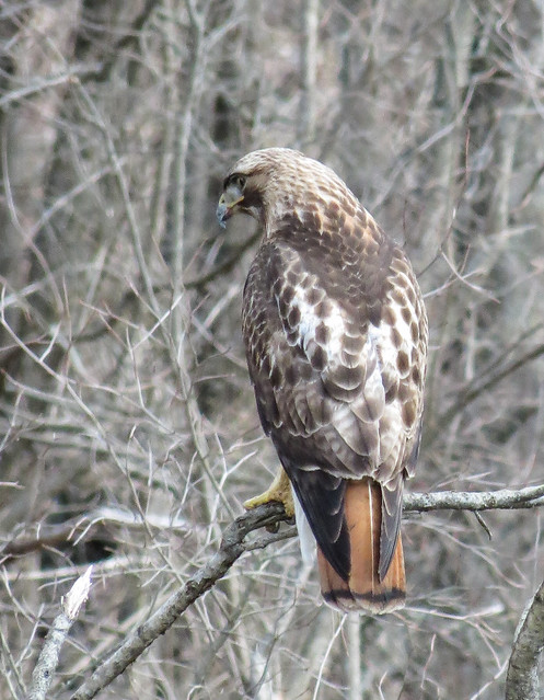 Red-tail Hawk, at the Acton Arboretum