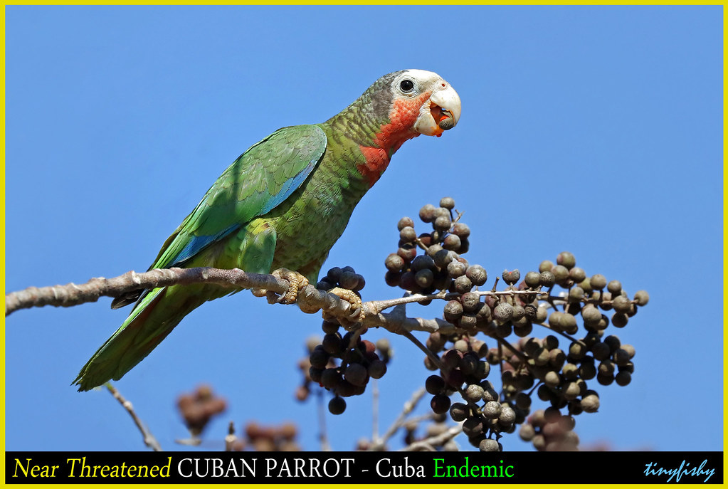 (Species #1234b) Near Threatened CUBAN PARROTS   -   [ Zapata National Park, Cuba ]