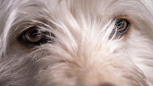 Pebble Witheyes Pebbles' eyes | But then our dragon-lady. Pebbles (AKA Pebs;… | Flickr
