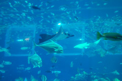 Photo 10 of 25 in the Day 8 - S.E.A Aquarium & Sentosa gallery