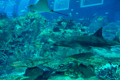 Photo 20 of 25 in the Day 8 - S.E.A Aquarium & Sentosa gallery