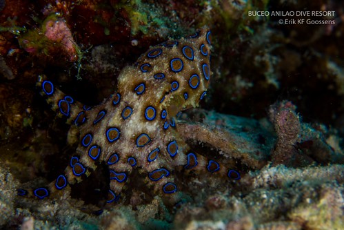 Polpo dai cerchi blu