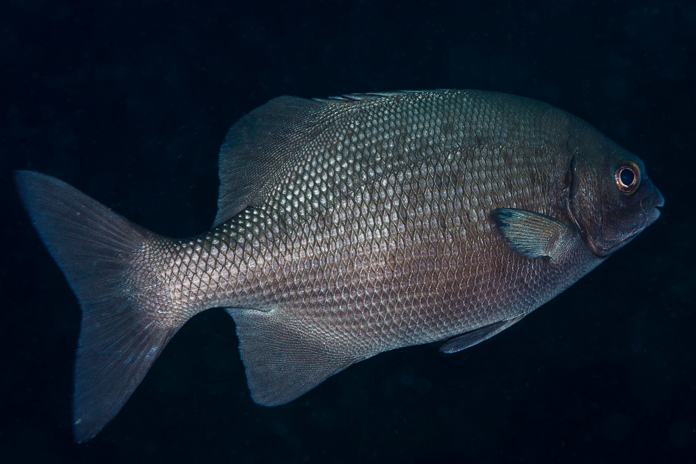 Topsail Chub - Kyphosus cinerascens