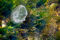 Ушастая аурелия / Aurelia aurita / Moon Jellyfish