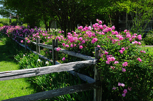 roses color pink garden landscape springtime daylight sunshine fence woodenfence railfence independence texas