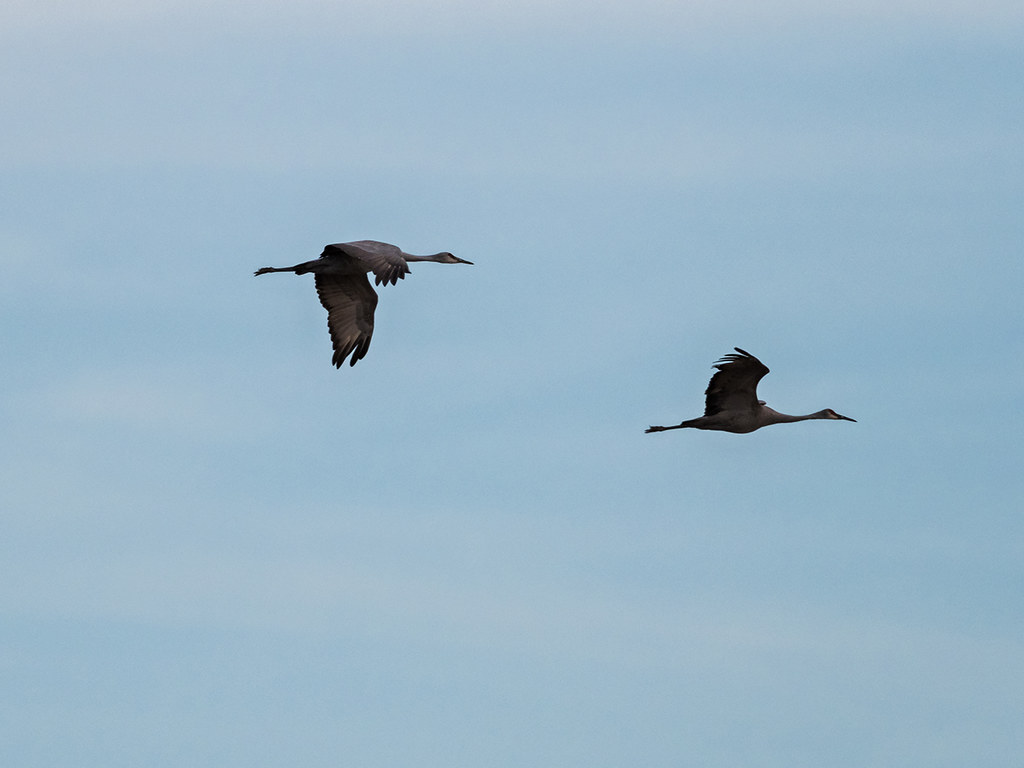 IMGPJ32914_Fk - Jackson County Indiana - Migratory Birds -… | Flickr
