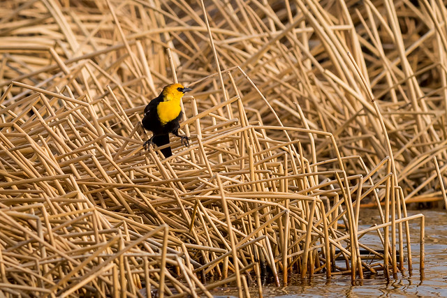 Yellow Headed Blackbird