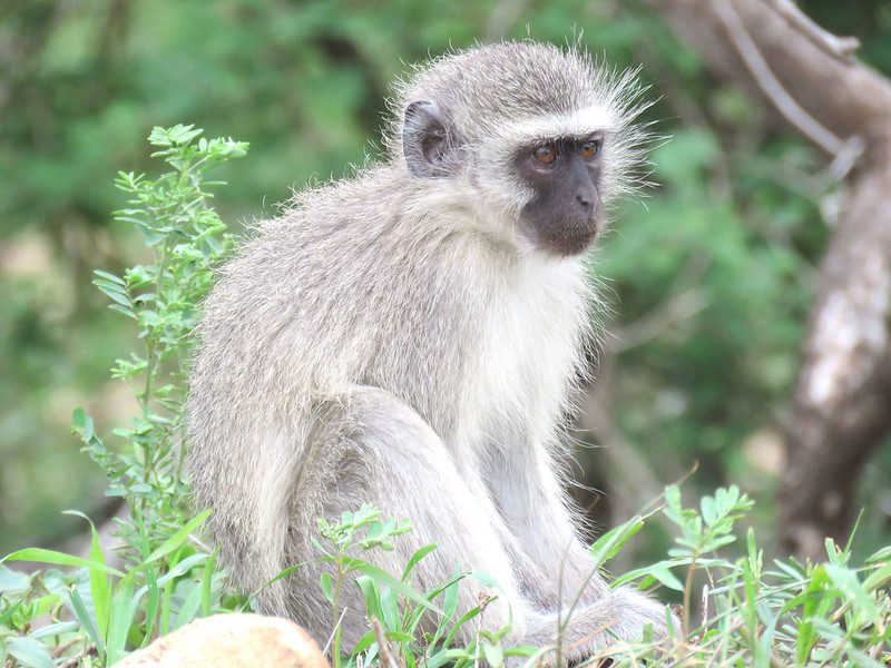 Safari Sudafrica