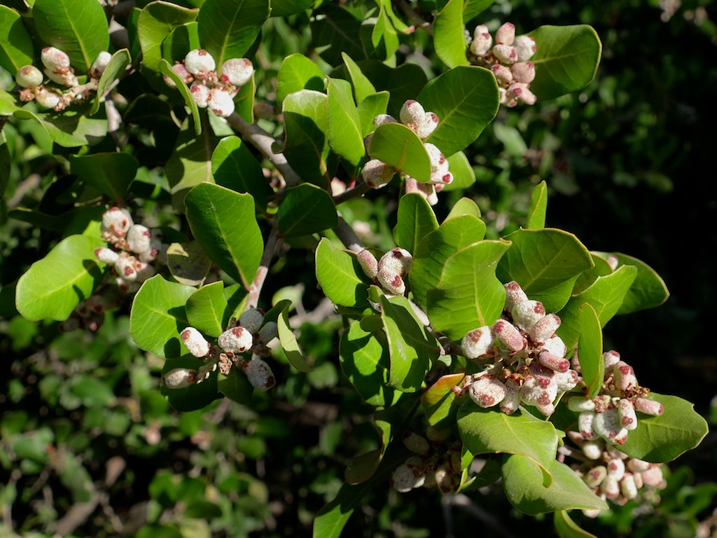 Rhus integrifolia, LEMONADE BERRY   Rhus integrifolia, LEMON…   Flickr