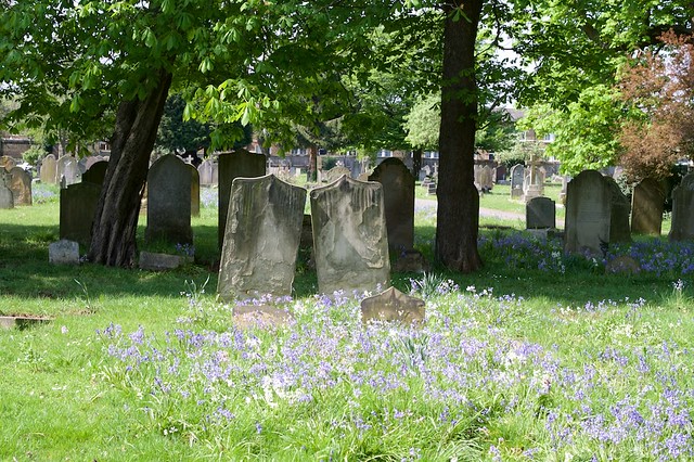 Wildflowers and old gravestones